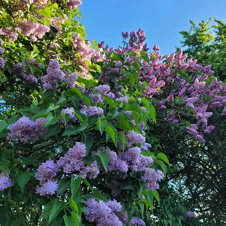 House Sea Vacation Denmark Daenemark Urlaub